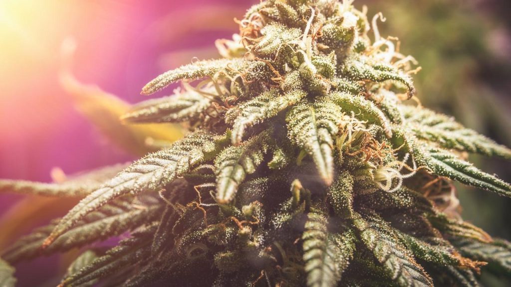 התמכרות לקנאביס